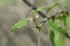 Cynanchum tunicatum